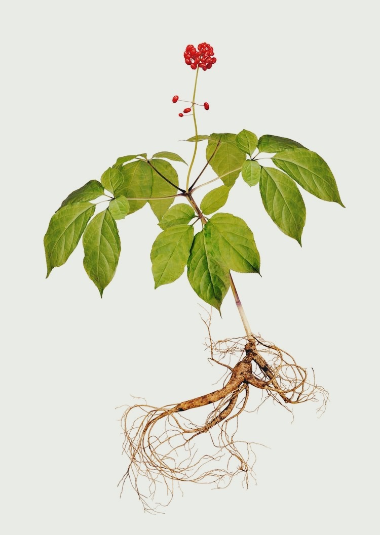 Adaptogene, Ginseng, A SPOON DAILY